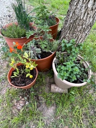 A collection of potted culinary herbs for the children (and quite a few adults) to enjoy.